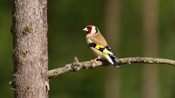 istock Beautiful Goldfinch in a tree 1500119163