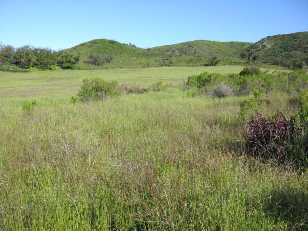 istock California Grassland, April 1500120171