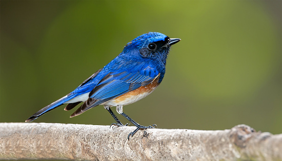 Blue bird, Ultramarine Flycatcher (superciliaris ficedula) fully standing with detail from head to toes, exotic nature