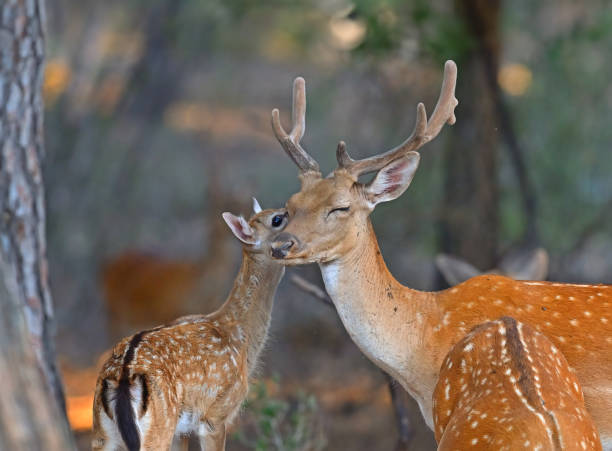 istock Baby fallow deer and its family 1500121002