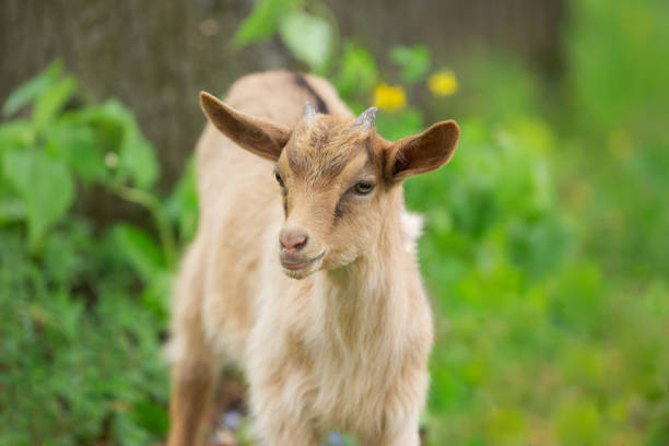 Goat. Farm