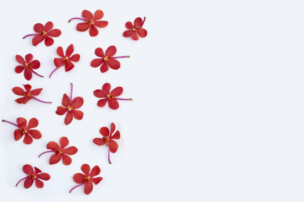 istock Beautiful orchid flower on white background. 1500123520
