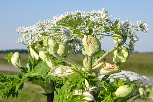 Close-up of the white flower head and buds of the hogweed plant or Heracleum sphondylium on a sunny day in the Netherlands.