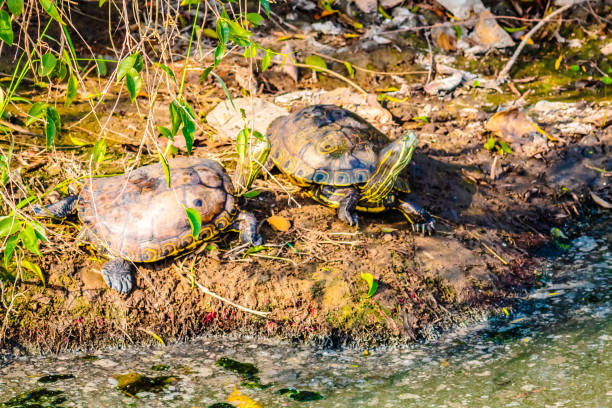 Two turtles next to a river in a mangrove swamp in Laguna del Carpintero in Tampico, Tamaulipas Tortugas junto a un rio en manglar en laguna del carpintero en Tampico tamaulipas coahuilan red eared turtle stock pictures, royalty-free photos & images