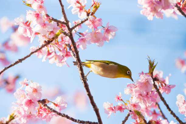 istock cherry blossoms and white-eye 1500127011