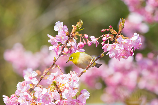 It is a white-eye that stops at the cherry blossoms