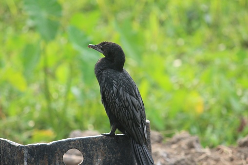 A black cormorant bird perches atop an outdoor metal bench in a relaxed posture