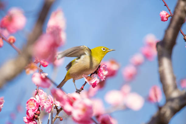 istock cherry blossoms and white-eye 1500127359