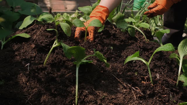 Adult woman planting pumpkin seedling into soil.