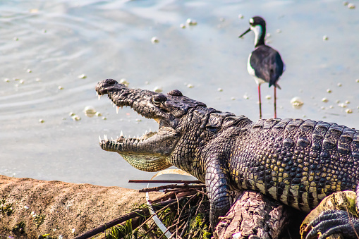 Cocodrilo junto a cigüeñuela de cuello negro himantopus mrxicanus, en laguna del carpintero en Tampico tamaulipas