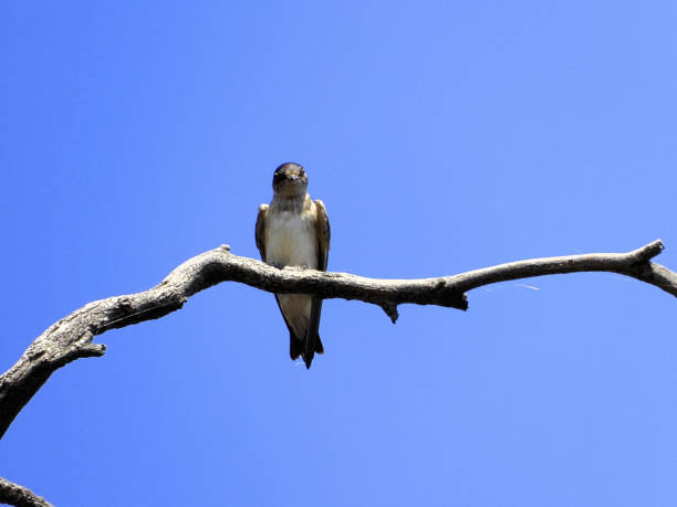 istock Barmah, Victoria, Australia 1500130492