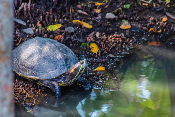 One turtle next to a river in a mangrove swamp in Laguna del Carpintero in Tampico, Tamaulipas Tortugas junto a un rio en manglar en laguna del carpintero en Tampico tamaulipas coahuilan red eared turtle stock pictures, royalty-free photos & images
