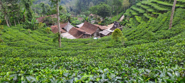 istock green tea plantation 1500132644