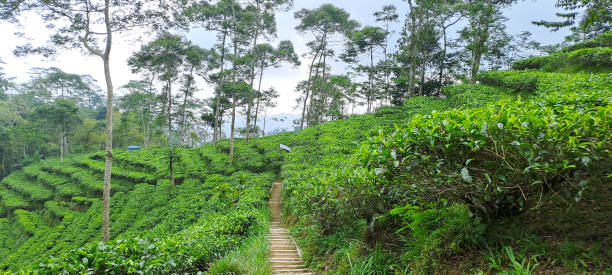 istock green tea plantation 1500132683