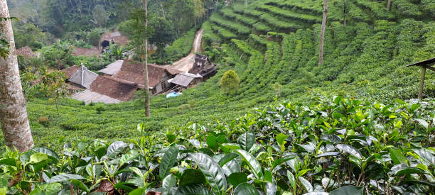istock green tea plantation 1500132739