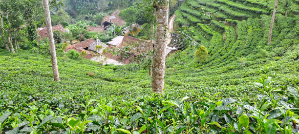 istock green tea plantation 1500132746