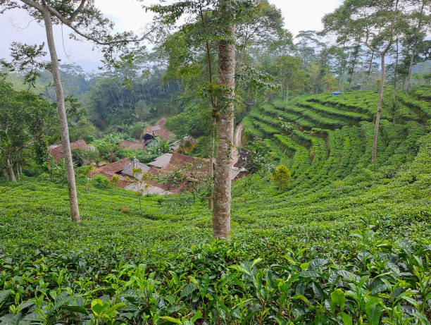 istock green tea plantation 1500132753