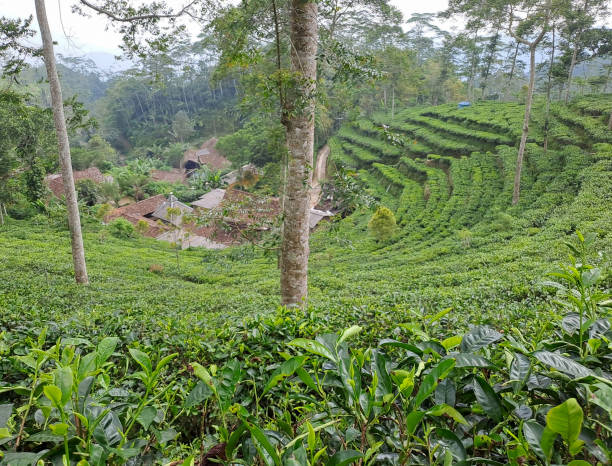 istock green tea plantation 1500132759