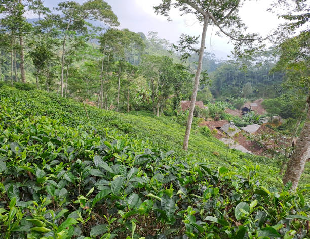 istock green tea plantation 1500132771