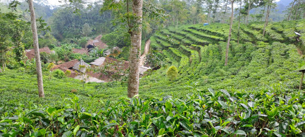 istock green tea plantation 1500132779
