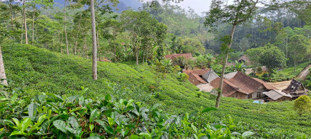 istock green tea plantation 1500132790