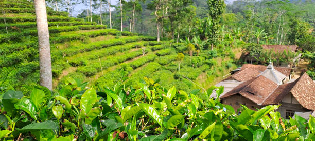 istock green tea plantation 1500133405