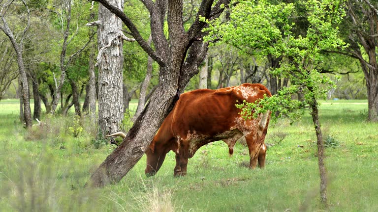 Texas longhorn cattle