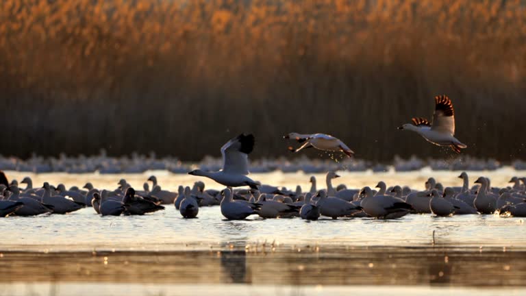 Snow Geese in the winter: Bosque Del Apache National Wildlife Refuge: New Mexico