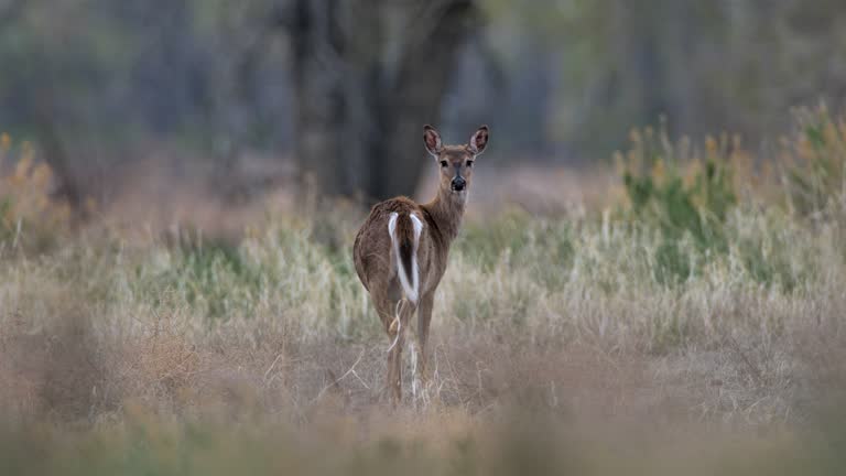 Mule Deer, Yellowstone National Park, Wyoming