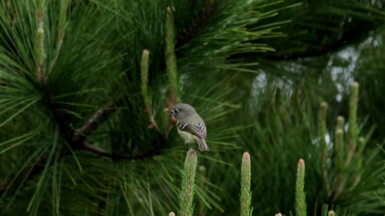 Hutton's Vireo, California