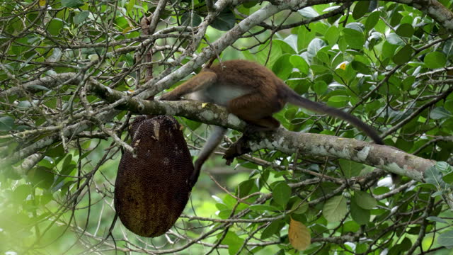 Wild Toque macaques (toque monkey): Sri lanka
