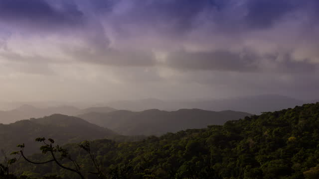 Cloud forest, Panama