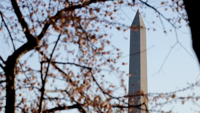 Washington Monument, Washington DC: Cherry Blossom