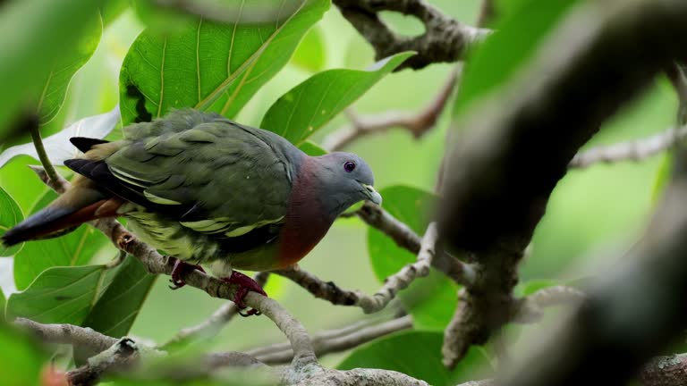 Pink-necked Green-Pigeon, Singapore