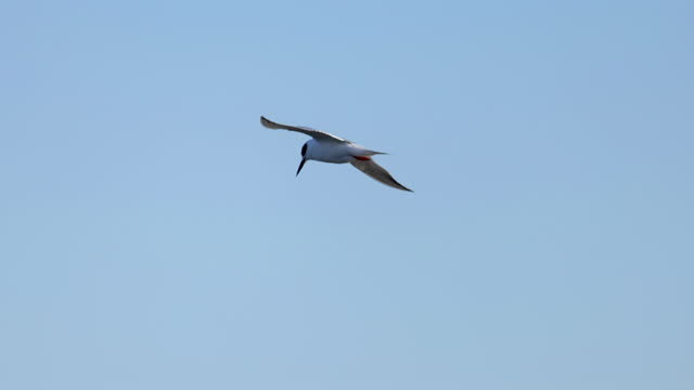 Common Tern, Assateague Island-Chincoteague, Virginia