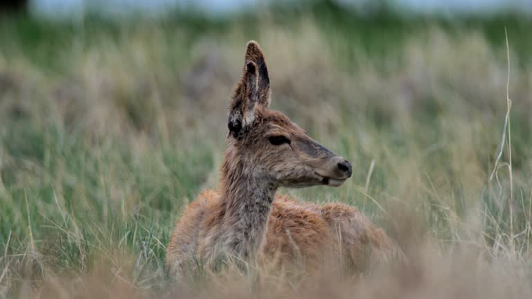 Mule Deer, Yellowstone National Park, Wyoming