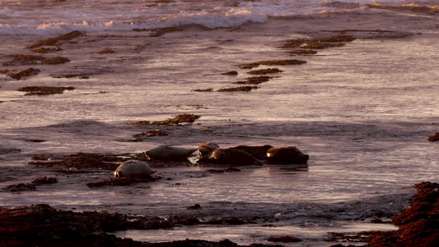 California sea lions, Mendocino County, California