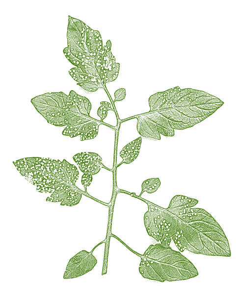 Tomato leaves with pest damage Tomato leaves with Four Lined Plant Bug damage withered crops stock illustrations