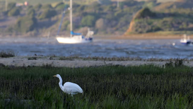 Tomales Bay, Point Reyes, California: Great Egret