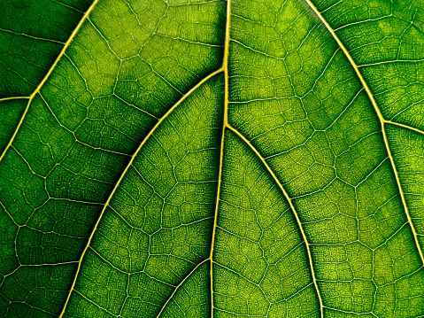 Rich green leaf texture see through symmetry vein structure, beautiful nature texture concept, copy space