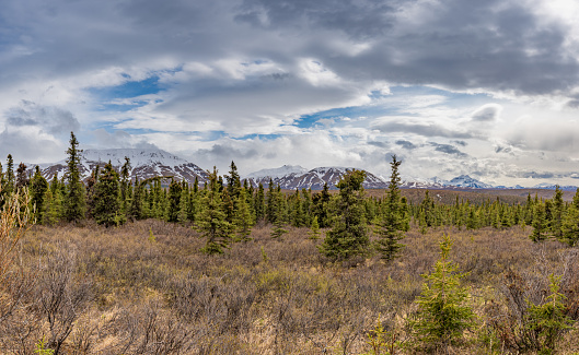 Wild moose in the beautiful dramatic alpine scenery of Denali National Park Alaska, USA