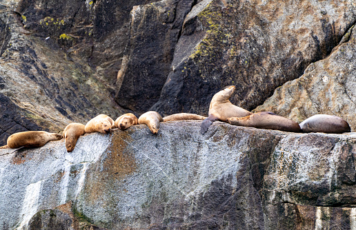 Wild sea lions in the beautiful and dramatic scenery of Kenai Fjords National Park Alaska, USA