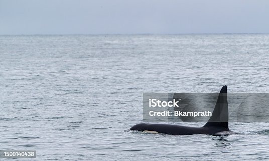 istock Male Orca "Killer Whale" in the Beautiful and Dramatic Scenery of Kenai Fjords National Park Alaska, USA 1500140438