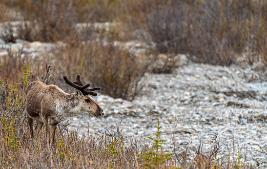 Wild caribou \