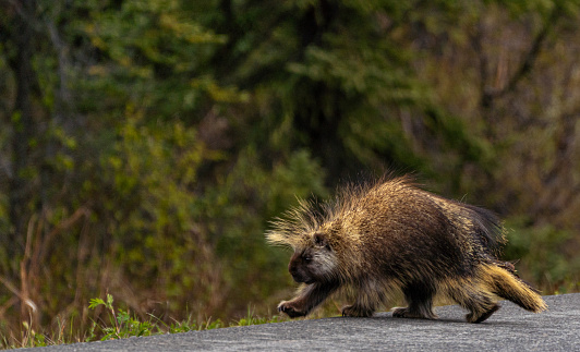 Wild porcupine in the beautiful dramatic alpine scenery of Denali National Park Alaska, USA