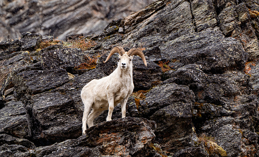 Wild dall sheep in the beautiful dramatic alpine scenery of Denali National Park Alaska, USA