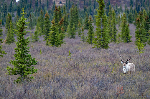 Wild caribou \