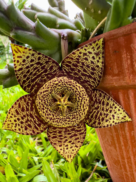 istock Star flower or starfish cactus 1500141136
