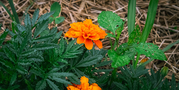 Marigold flower close-up. Orange marigold on a blurry background.