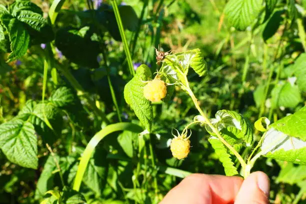 Yellow Raspberries. Growing Organic Berries Close up. Ripe Raspberry In The Fruit Garden. Large-fruited remontant variety with bright golden-yellow fruits. Dense transportable berries